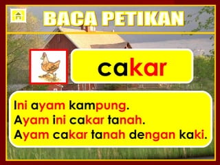 cakar
Ini ayam kampung.
Ayam ini cakar tanah.
Ayam cakar tanah dengan kaki.
 