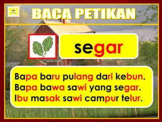 segar
Bapa baru pulang dari kebun.
Bapa bawa sawi yang segar.
Ibu masak sawi campur telur.
 