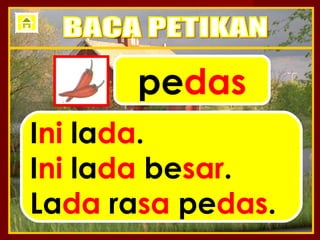 pedas
Ini lada.
Ini lada besar.
Lada rasa pedas.
 