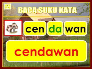 cen da wan

cendawan
 