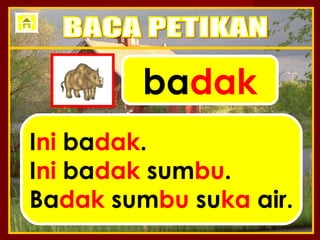 badak
Ini badak.
Ini badak sumbu.
Badak sumbu suka air.
 