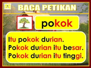 pokok
Itu pokok durian.
Pokok durian itu besar.
Pokok durian itu tinggi.
 