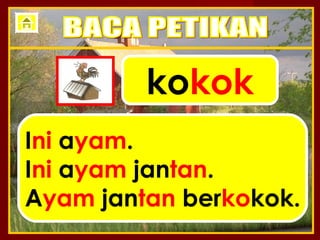 kokok
Ini ayam.
Ini ayam jantan.
Ayam jantan berkokok.
 