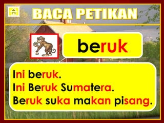 beruk
Ini beruk.
Ini Beruk Sumatera.
Beruk suka makan pisang.
 