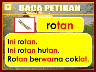 rotan
Ini rotan.
Ini rotan hutan.
Rotan berwarna coklat.
 