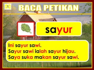 sayur
Ini sayur sawi.
Sayur sawi ialah sayur hijau.
Saya suka makan sayur sawi.
 