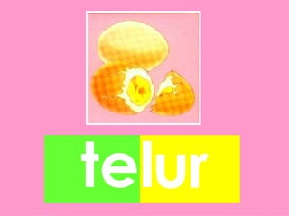 telur
 