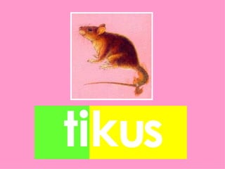 tikus
 