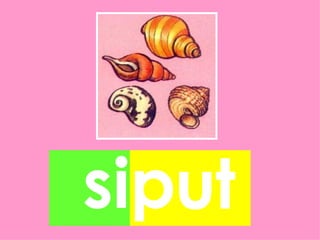 siput
 