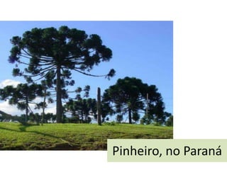 Pinheiro, no Paraná

 
