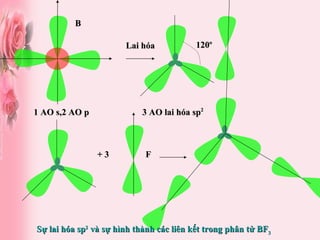 120 o Lai hóa 1 AO s,2 AO p 3 AO lai hóa sp 2 + 3 F B Sự lai hóa sp 2  và sự hình thành các liên kết trong phân tử BF 3 