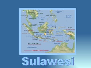 Sulawesi 