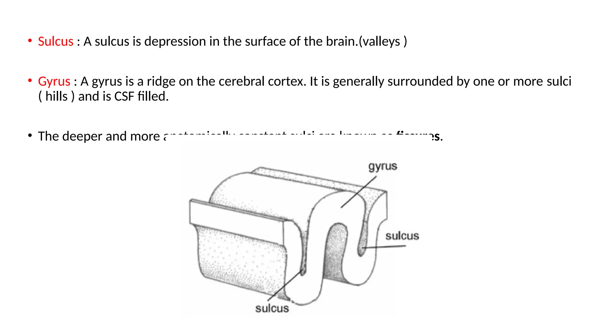 Sulcal and gyral of brain radioanatomy. | PPTX