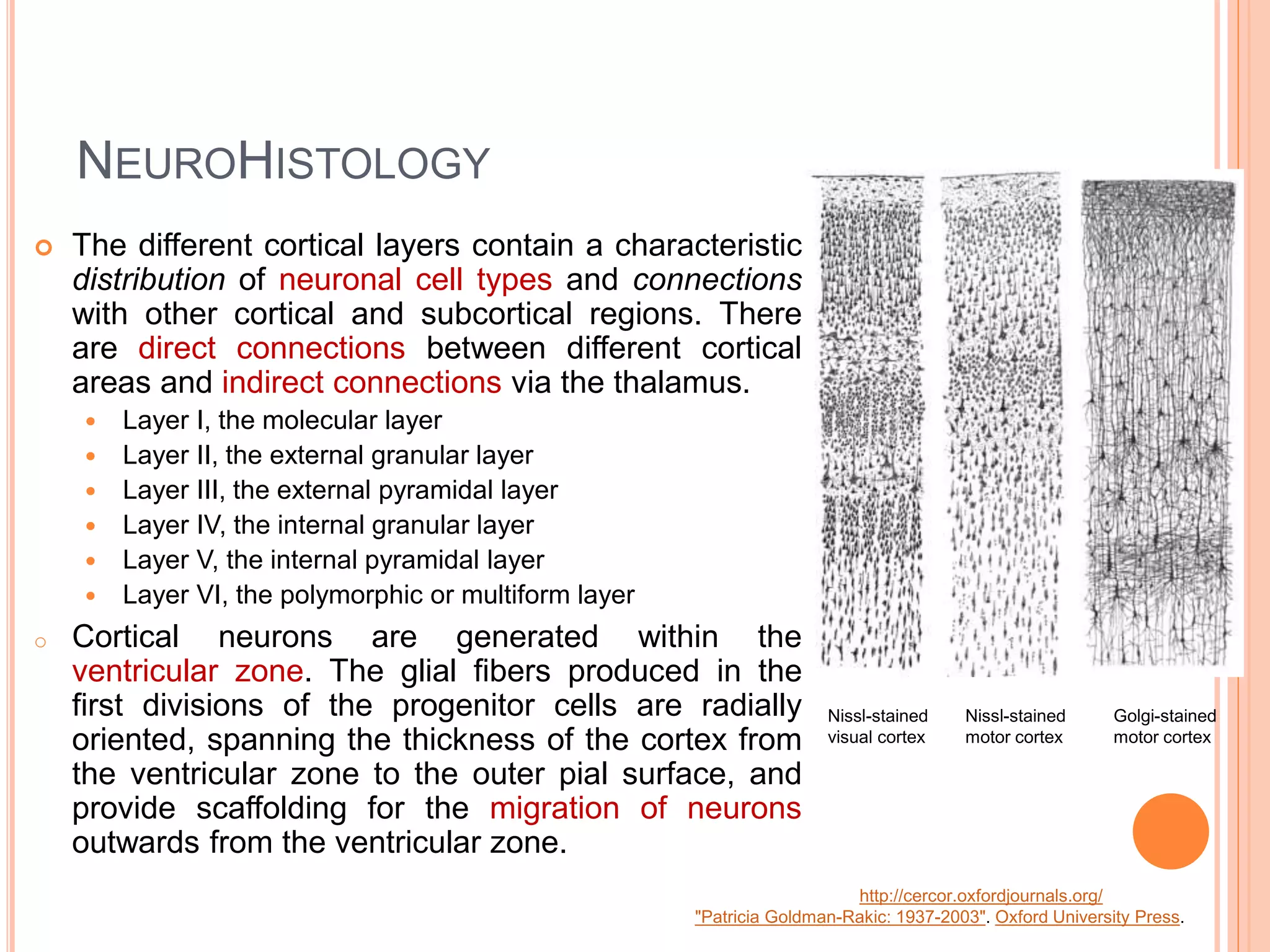 Sulcal and gyral neuroanatomy | PPTX