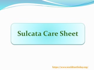 Sulcata Care Sheet
https://www.worldturtleday.org/
 