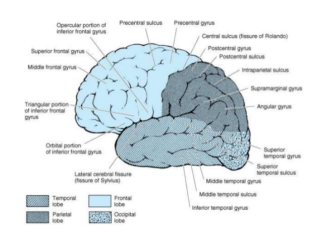 sulcus