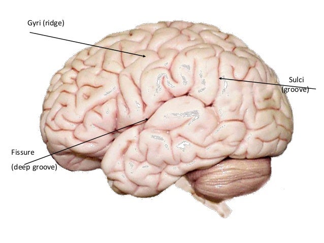 sulci gyri gyri