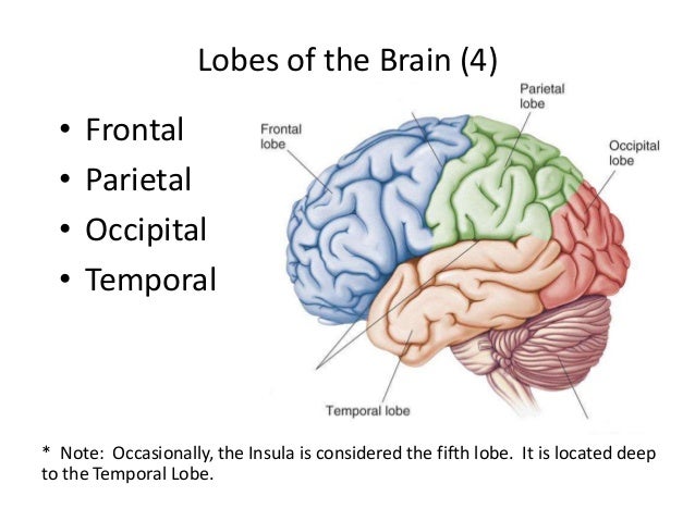 sulci gyri gyri