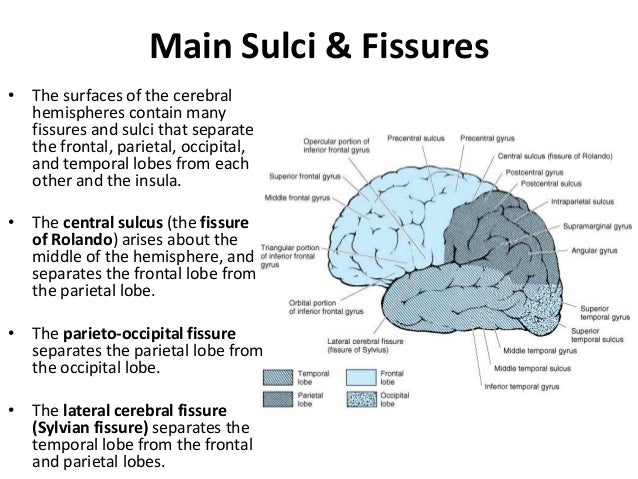 sulcus