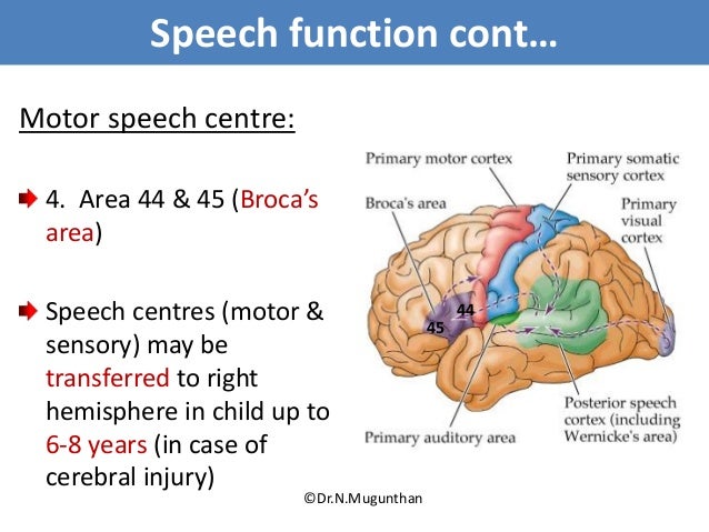 Sulci,Gyri & Functional areas of cerebrum Dr.N.Mugunthan.M.S Sulci,Gyri & Functional areas of cerebrum Dr.N.Mugunthan.M.S