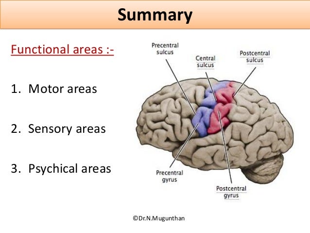 Sulci,Gyri & Functional areas of cerebrum Dr.N.Mugunthan.M.S