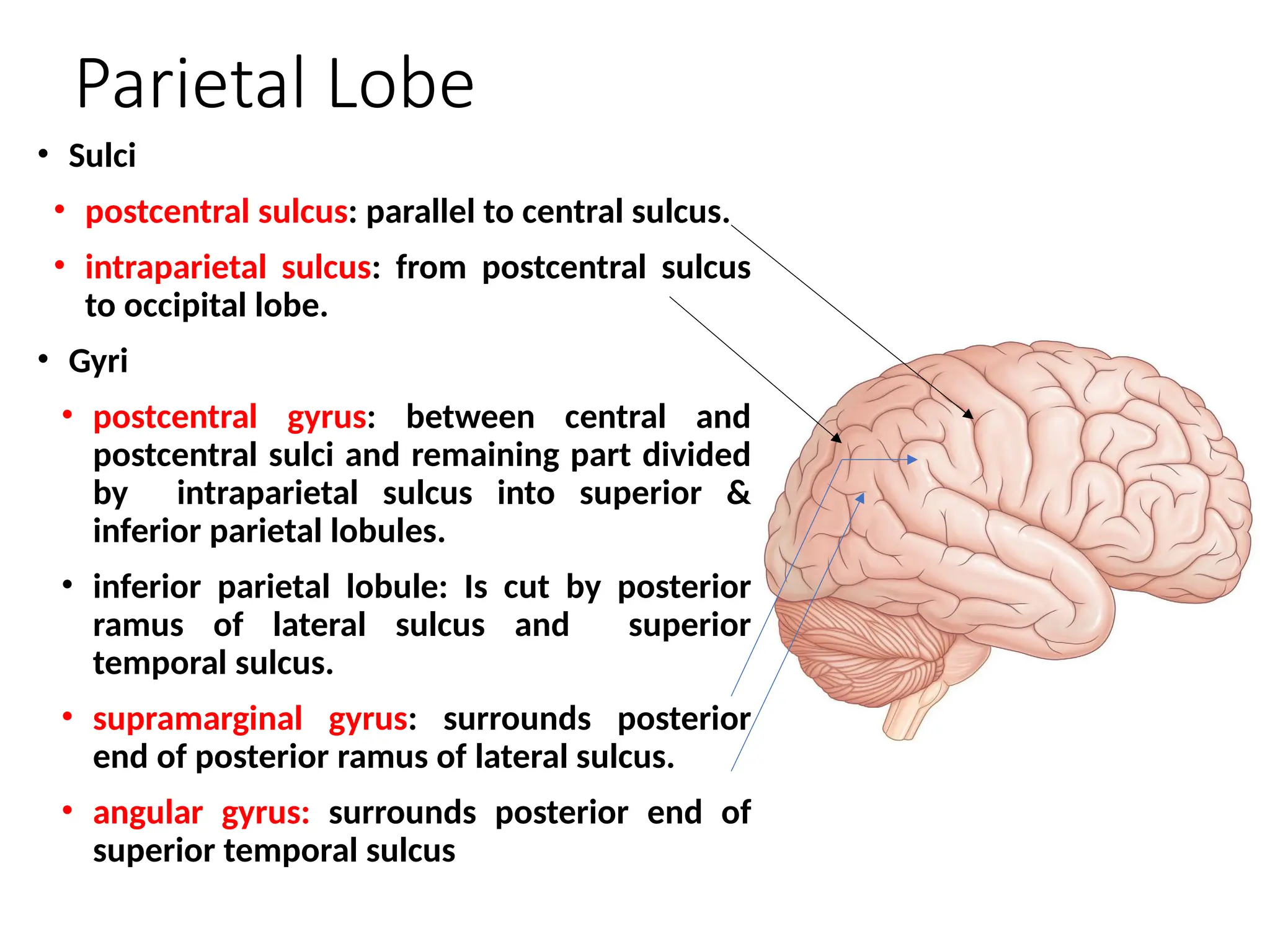 Sulci & gyri of cereberal hemisoeres.pptx