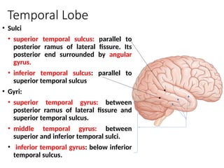 Sulci & gyri of cereberal hemisoeres.pptx