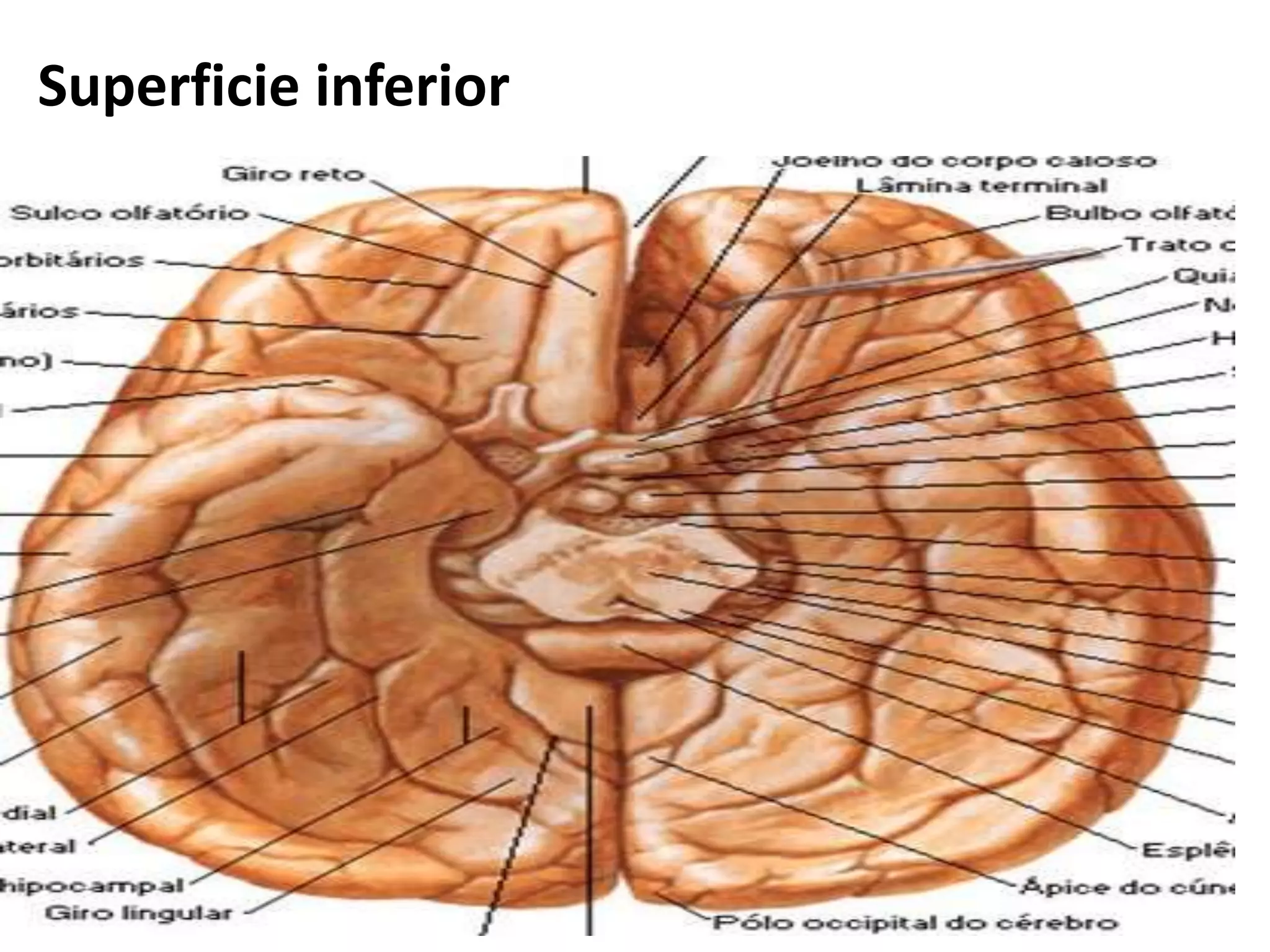 Sulcos e giros - Anatomia Aplicada | PPTX