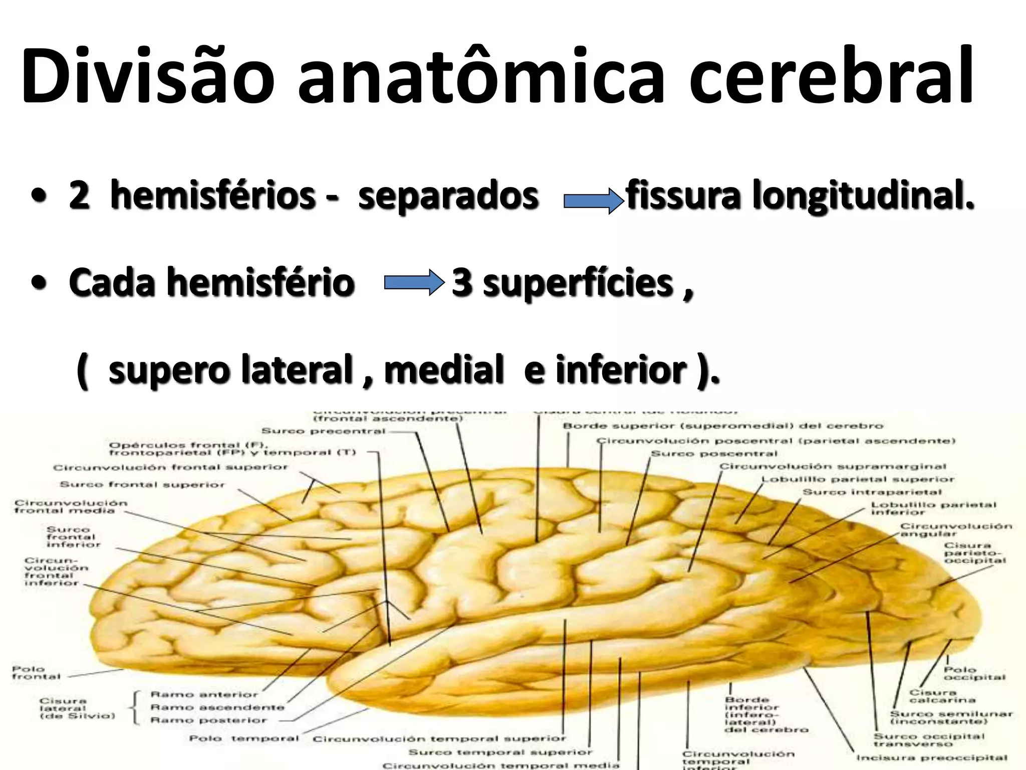 Sulcos e giros - Anatomia Aplicada | PPTX