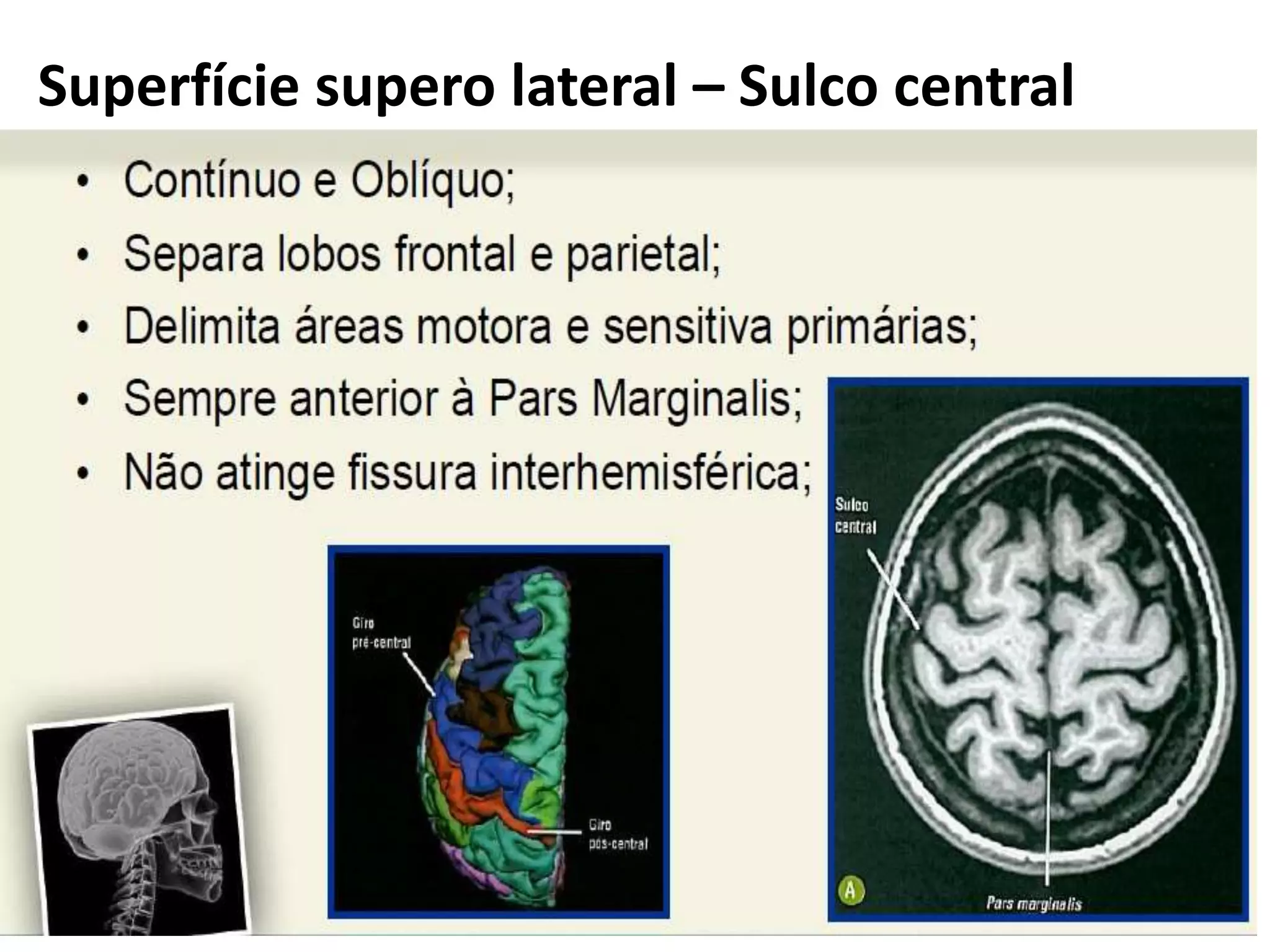Sulcos e giros - Anatomia Aplicada | PPTX