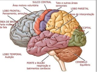 Sulcos e giros - Anatomia Aplicada | PPTX