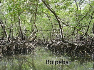 Boipeba

 