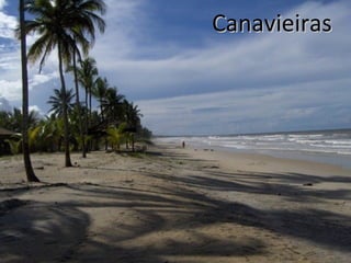 Canavieiras

 