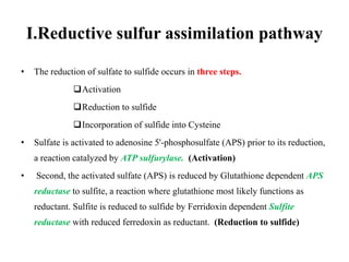 glutathione is sulpur Structural formula of trisulfide (GSSSG). Purified GSSSG Sulfate assimilation | PPTX