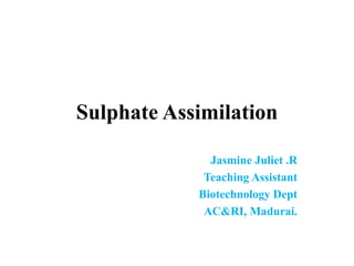 Sulphate Assimilation
Jasmine Juliet .R
Teaching Assistant
Biotechnology Dept
AC&RI, Madurai.
 