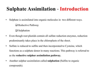 Sulfate assimilation | PPTX