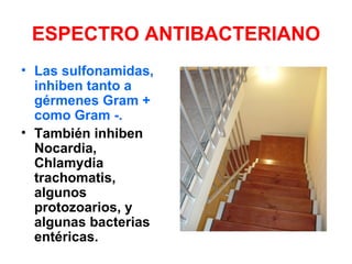 ESPECTRO ANTIBACTERIANO
• Las sulfonamidas,
  inhiben tanto a
  gérmenes Gram +
  como Gram -.
• También inhiben
  Nocardia,
  Chlamydia
  trachomatis,
  algunos
  protozoarios, y
  algunas bacterias
  entéricas.
 