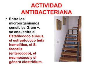 ACTIVIDAD
        ANTIBACTERIANA
• Entre los
  microorganismos
  sensibles Gram +,
  se encuentra el
  Estafilococo aureus,
  el estreptococo beta
  hemolítico, el S,
  faecalis
  (enterococo), el
  neumococo y el
  género clostridium.
 