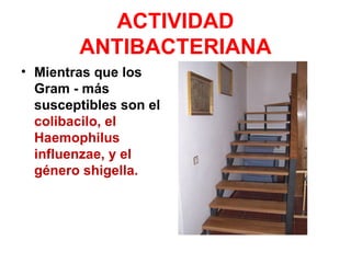 ACTIVIDAD
        ANTIBACTERIANA
• Mientras que los
  Gram - más
  susceptibles son el
  colibacilo, el
  Haemophilus
  influenzae, y el
  género shigella.
 