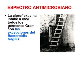 ESPECTRO ANTIMICROBIANO
• La ciprofloxacina
inhibe a casi
todos los
gérmenes Gram -,
con las
excepciones del
Bacteroidis
fragilis.
 