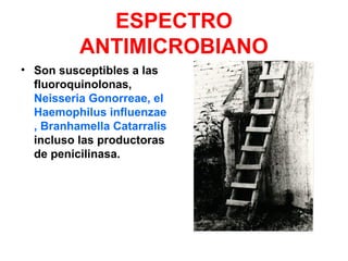 ESPECTRO
ANTIMICROBIANO
• Son susceptibles a las
fluoroquinolonas,
Neisseria Gonorreae, el
Haemophilus influenzae
, Branhamella Catarralis
incluso las productoras
de penicilinasa.
 