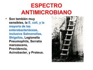 ESPECTRO
ANTIMICROBIANO
• Son también muy
sensibles, la E. coli, y la
mayoría de las
enterobacteriáceas,
inclusive Salmonellas,
Shigellas, Legionella
Pneumophila, Serratia
marcescens,
Providencia,
Acinobacter, y Proteus.
 