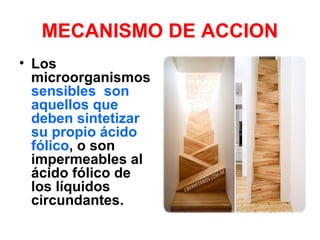 MECANISMO DE ACCION
• Los
microorganismos
sensibles son
aquellos que
deben sintetizar
su propio ácido
fólico, o son
impermeables al
ácido fólico de
los líquidos
circundantes.
 
