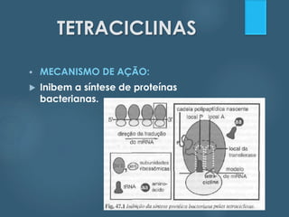 TETRACICLINAS 
 MECANISMO DE AÇÃO: 
 Inibem a síntese de proteínas 
bacterianas. 
 