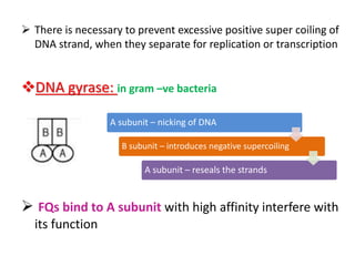  There is necessary to prevent excessive positive super coiling of
DNA strand, when they separate for replication or transcription
DNA gyrase: in gram –ve bacteria
 FQs bind to A subunit with high affinity interfere with
its function
A subunit – nicking of DNA
B subunit – introduces negative supercoiling
A subunit – reseals the strands
 