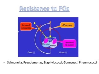• Salmonella, Pseudomonas, Staphylococci, Gonococci, Pneumococci
 