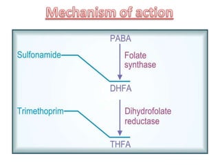 Dihydropteroic acid synthetase
Glutamate
Dihydrofolate reductase
Sulfonamide
Trimethoprim
=
=
 