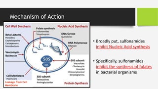 Mechanism of Action
Leakage from Cell
Membrane
• Broadly put, sulfonamides
inhibit Nucleic Acid synthesis
• Specifically, sulfonamides
inhibit the synthesis of folates
in bacterial organisms
 