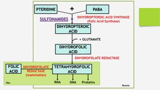 PTERIDINE PABA+
DIHYDROPTEROIC
ACID
DIHYDROFOLIC
ACID
TETRAHYDROFOLIC
ACID
DIHYDROPTEROIC ACID SYNTHASE
(Folic Acid Synthase)
+ GLUTAMATE
DIHYDROFOLATE REDUCTASE
RNA DNA Proteins
FOLIC
ACID
DIHYDROFOLATE
REDUCTASE
(mammalian)
SULFONAMIDES =
Bacteria
Man
 