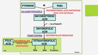PTERIDINE PABA+
DIHYDROPTEROIC
ACID
DIHYDROFOLIC
ACID
TETRAHYDROFOLIC
ACID
DIHYDROPTEROIC ACID SYNTHETASE
(Folic Acid Synthase)
+ GLUTAMATE
DIHYDROFOLATE REDUCTASE
RNA DNA Proteins
FOLIC
ACID
DIHYDROFOLATE
REDUCTASE
(mammalian)
SULFAMETHOXAZOLE =
Bacteria
Man
TRIMETHOPRIM =
 
